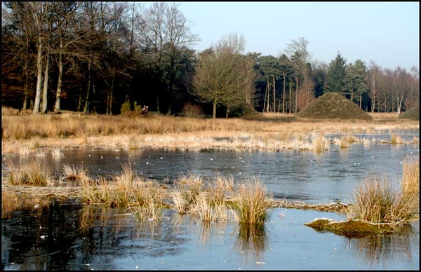 dwingelderveld18-vi