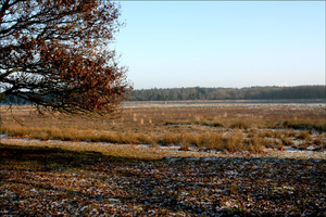 dwingelderveld21-vi