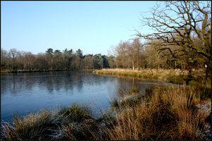 dwingelderveld22-vi