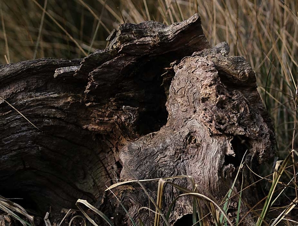 structuur in de natuur1 (3)