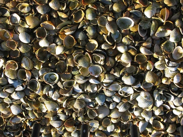 structuur in de natuur1 (12)