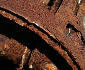 structuur in de natuur1 (19)