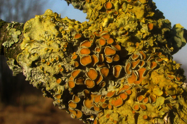 structuur in de natuur1 (26)