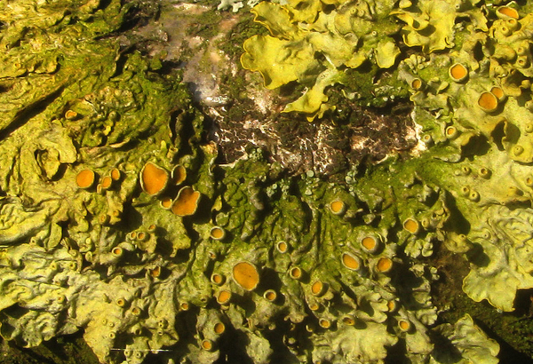 structuur in de natuur1 (27)