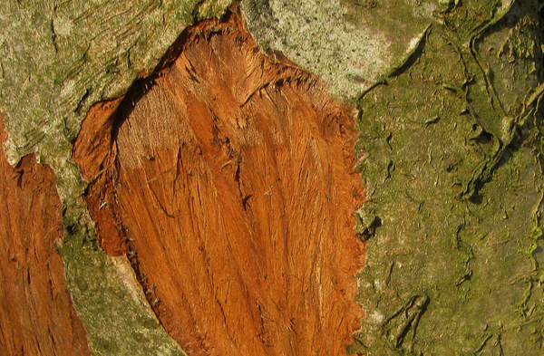 structuur in de natuur1 (28)