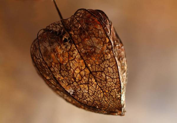 structuur in de natuur1 (39)