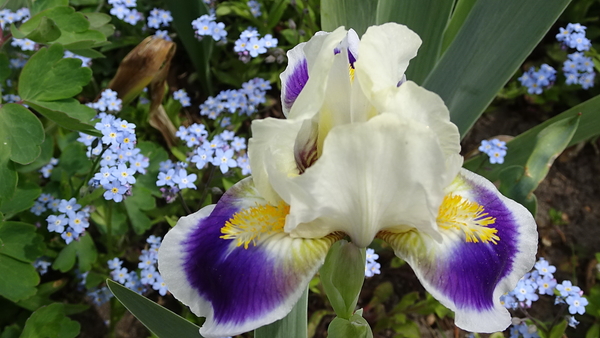 DSC04639Mikey Likes It