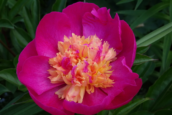 DSC06569Velma Atkinson