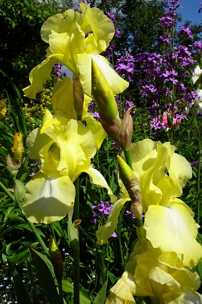 DSC06579Moonlight Madonna