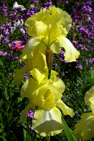 DSC06580Moonlight Madonna