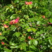 DSC06606