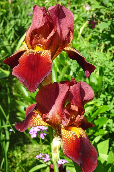 DSC06609'Orelio' De Forest, 1947