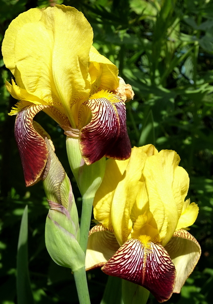 DSC06610'Sans Souci'