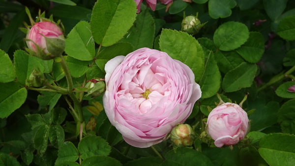 DSC06772Duchesse De Montebello