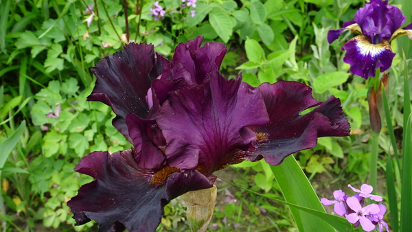 DSC06775Czereśniowy Sad