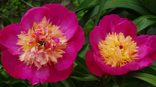 DSC06793Velma Atkinson