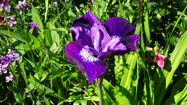 DSC06902Lady Vanessa