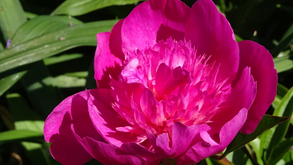 DSC06904Madame Butterfly