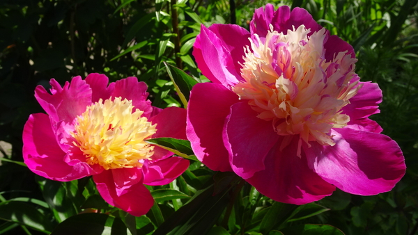 DSC06906Velma Atkinson