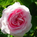 DSC07029