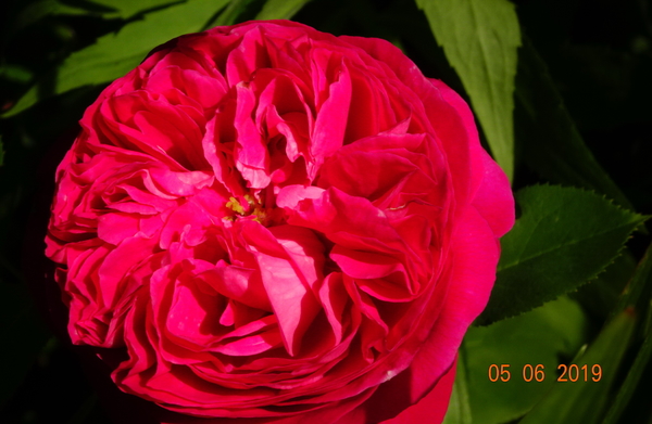 Souvenir de Madame de Corval