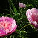 DSC07070