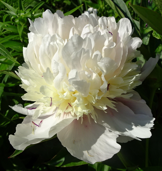 DSC07083Przy borówce