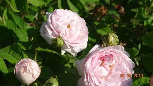 Duchesse de Montebello