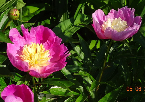 DSC07129Władysława