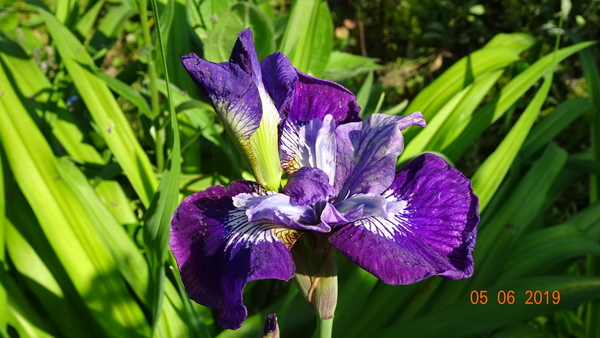 DSC07133Lady Vanessa