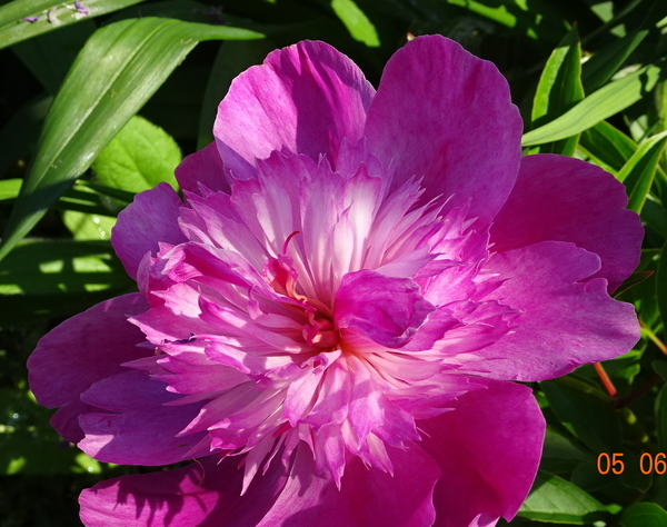 DSC07135Madame Butterfly