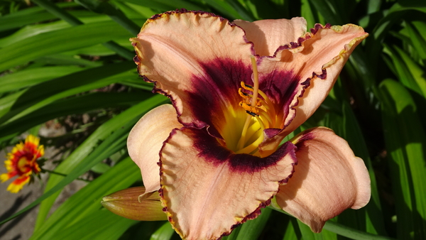 DSC08123Darring Dilema