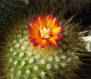 Parodia chrysacanthion cv. Rubra Orange Flame