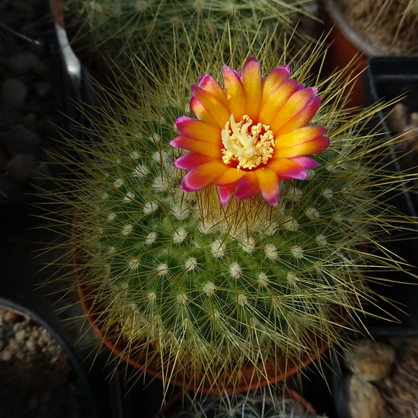 Parodia chrysacanthion cv. Rubra Orange Flame