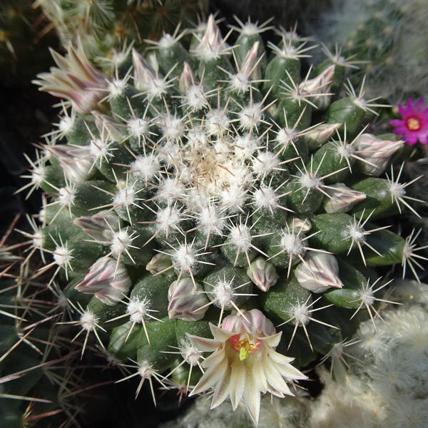 DSC04437Mammillaria heyderi