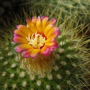 DSC04429Parodia chrysacanthion cv. red flower