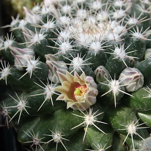 DSC04430Mammillaria heyderi