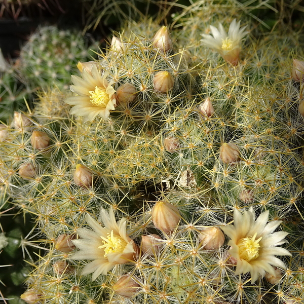 DSC04428Mammillaria prolifera ssp haitiensis