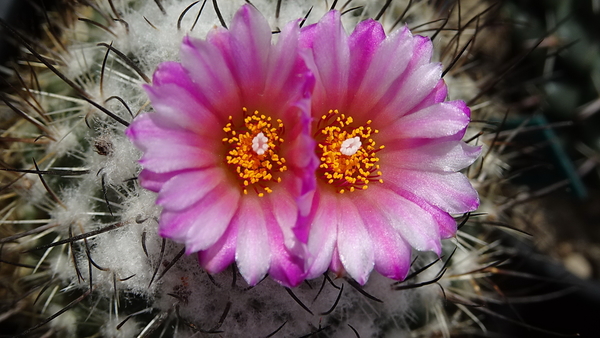 DSC04457Turbinicarpus roseiflorus