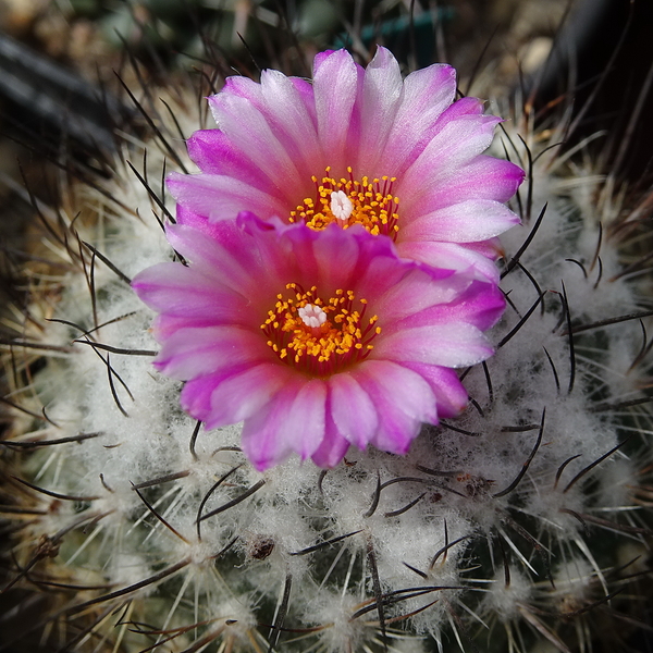 DSC04452Turbinicarpus roseiflorus