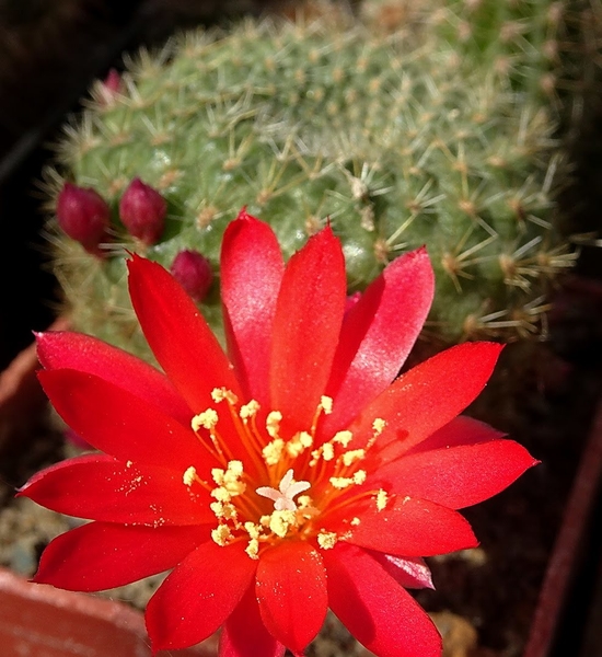 DSC04505Rebutia albiareolata