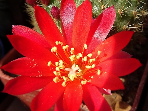 DSC04506Rebutia albiareolata