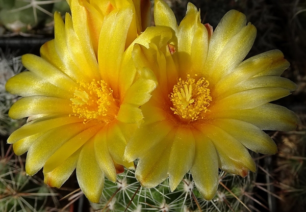 DSC04518Thelocactus conothelos v. aurantiacus