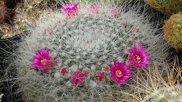 DSC04549Mammillaria hahniana