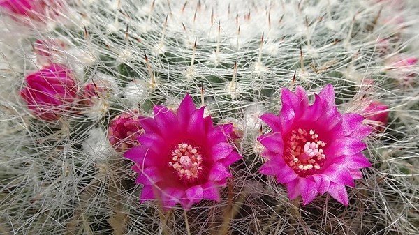 DSC04555Mammillaria hahniana