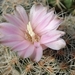 DSC04563Gymnocalycium bruchii ssp. lafaldense