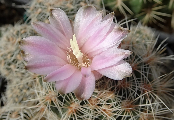 DSC04563Gymnocalycium bruchii ssp. lafaldense