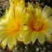 DSC04564Thelocactus conothelos v. aurantiacus