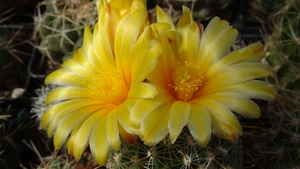 DSC04564Thelocactus conothelos v. aurantiacus