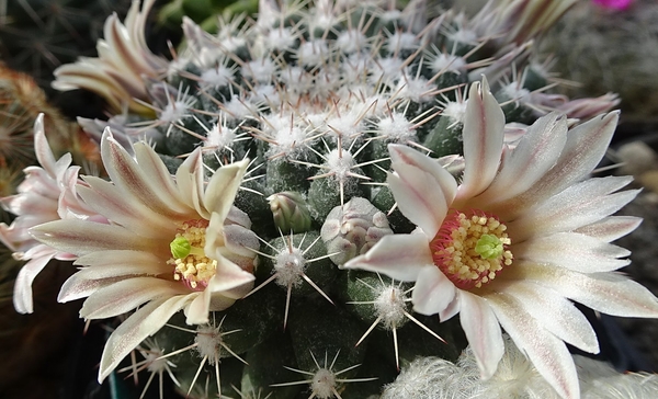 DSC04570Mammillaria heyderi v. hemisphaerica